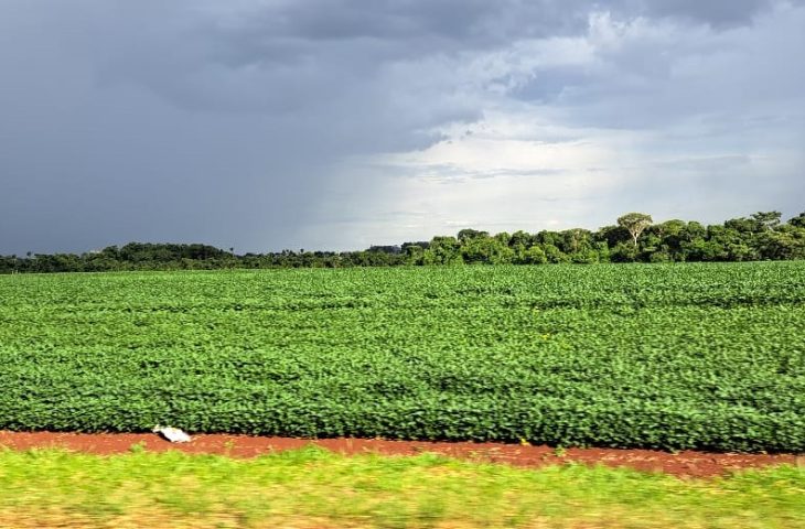 Foto: Arquivo Iagro