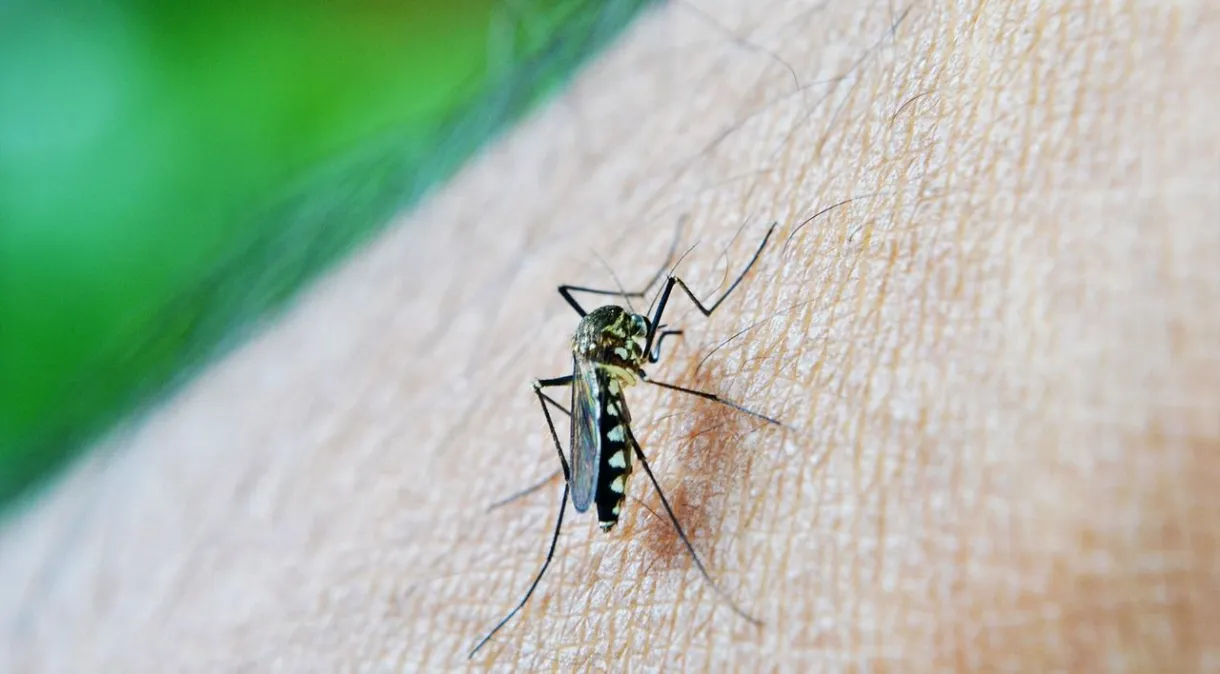 Mosquito Aedes aegypti é o transmissor da dengue Pixabay