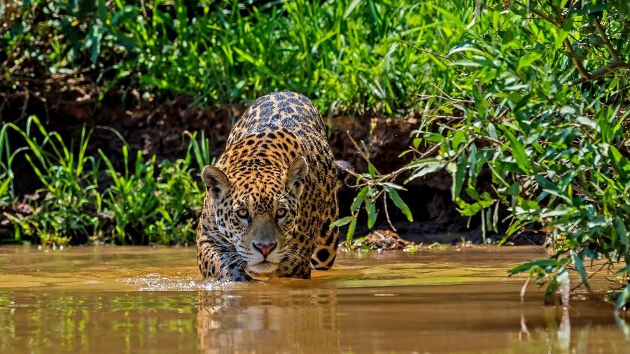 Onça-pintada no Pantanal Imagem: iStock