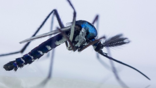 Vírus mayaro é transmitido pelo mosquito silvestre Haemagogus janthinomys Josue Damacena/ Fiocruz